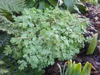 DSCF9106.webp