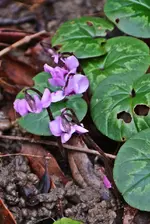 DSC_6461.webp