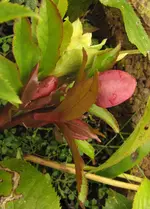 IMG_6377A.webp