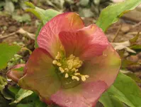IMG_6389A.webp