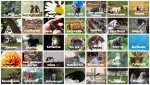Copy of Copy of Januar 2016 Tierisches.jpg
