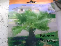 Palme.webp
