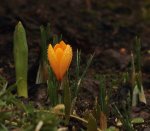 erster_first_Krokus_crocus_orange_gelb_braun_grün_640.JPG