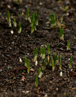 Krokus_viele_Austrieb_shoots_grün_braun_800.webp
