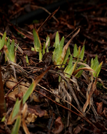 Zwerg-Iris_erste Triebe_first shoots_grün_braun_800.webp