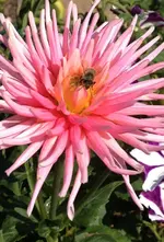 Topf-Dahlie 2.webp