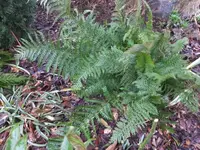 DSCF9141.webp