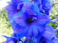 DSCF9363.webp
