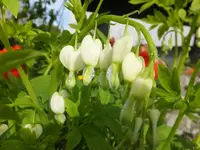 DSCF9138.webp