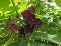 DSCF9148.webp