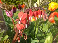 DSCF9234.webp