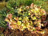 DSCF9231.webp