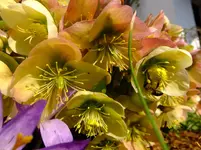 DSCF9230.webp