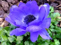 DSCF9241.webp