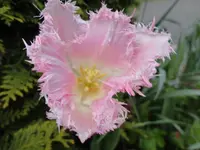 001.webp