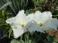 069.webp