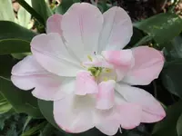 061.webp