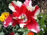 063.webp