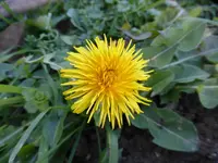 P1020709.webp