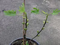 k-P1090852.webp