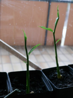 k-P1090859.webp