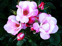 occhi die fata ___.webp