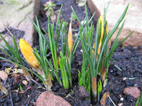 Krokusse 03.02.2016.webp