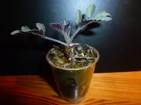 3.White Currant.webp