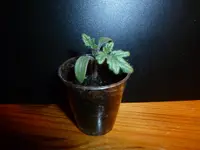 5. Early Joe.webp
