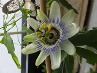 DSCF9206.webp