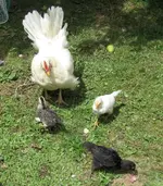 Copy of IMG_8860v.webp