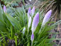 P1020971.webp