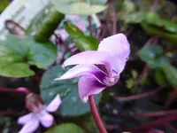 P1020960.webp