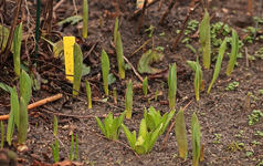Frühjahrsblüher_04022016_700.webp