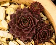Weinkönigin_04022016_640.webp