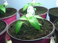 Sweet Cayenne.webp