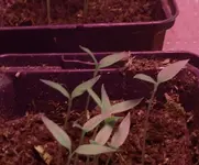 Chili2.jpg