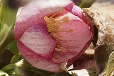 DSC04343.webp