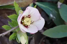 DSC04346.webp