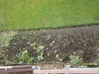 Rosenbeet, etwas schlecht zu erkennen.webp