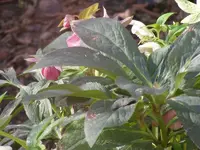 Christrosen 2 6.2.2016.webp