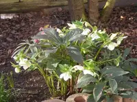 Christrosen 6.2.2016.webp