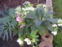 Christrose gemischt.webp