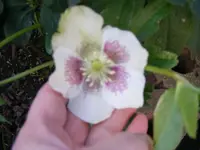 Christrose hell.webp