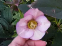 Christrose rot.webp