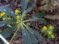 Winterlinge 1 6.2.2016.webp