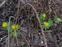 Winterlinge 2 6.2.2016.webp