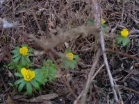 Winterlinge 3 6.2.2016.webp