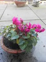 DSCN3505.webp