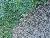 DSCN3510.webp